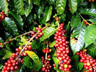 bonga coffee