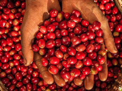 jimma coffee